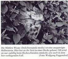 Mittlere Wespe